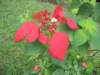 Mussaenda or Red Flag Bush